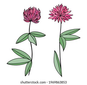 clover, hand-drawn pink flower. Vector illustration.