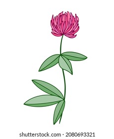 clover, hand-drawn pink flower. Vector flat illustration.