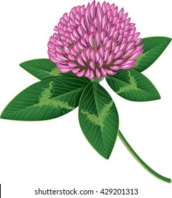 Clover isolated on white, vector illustration, eps-10