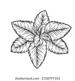 Clover leaf with layered lobes and clear veins, natural botanical form in vintage engraving style. Clover foliage, plant detail, wild meadow flora, classic linework. Vector illustration