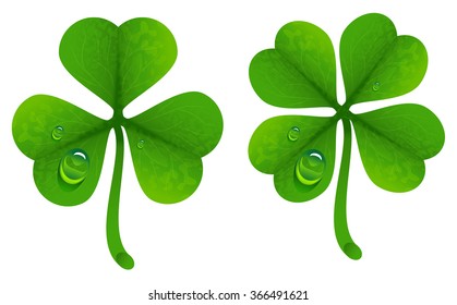 Clover leaves with drops of dew. Isolated on white illustration