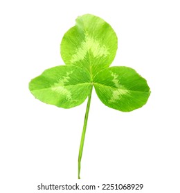 Clover low poly. Fresh, green grass. Vector illustration. Clover in the triangulation technique.