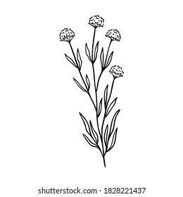 Clover outline hand drawn element. Herbs doodle botanical icon clover for logo. Herbal and meadow plant, grass. Modern simple style. Vector illustration isolated on white background.