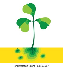 clover plant