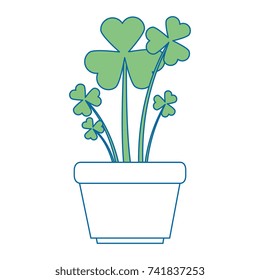 clover plant in pot