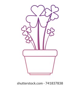 clover plant in pot