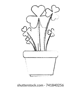 clover plant in pot