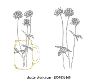 Clover plants. Botanical illustration. Good for cosmetics, medicine, treating, aromatherapy, nursing, package design, field bouquet Hand drawn wild hay flowers
