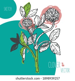 Clover red sketch vector with colored spots. Medicinal herbs, botanical design, illustration of herbal medicine. Print on dishes, clothes