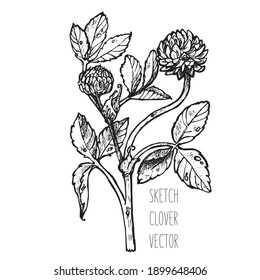 Clover red sketch vector. Medicinal herbs, botanical design, illustration of herbal medicine. Print on dishes, clothes