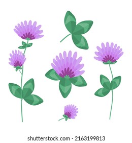 Clover set. Flowers and leaves. Vector illustration