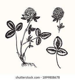 Clover set, leaf, flower, plant with roots, doodle black ink drawing, woodcut style