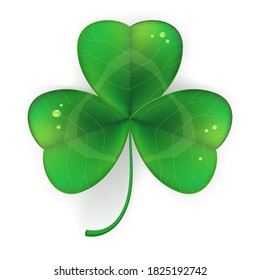 Clover shamrock realistic, Saint Patricks Day symbol. vector illustration