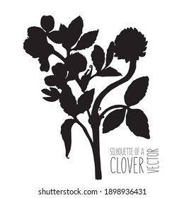 Clover silhouette vector 12. Wildflowers, Medicinal herbs, botanical design, illustration of herbal medicine. Print on dishes, clothes
