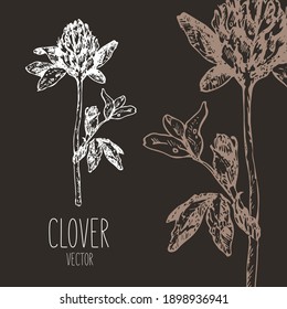 Clover sketch vector monochrome. For notebook covers, postcards, wedding invitations printing on clothes, mugs, thermos flasks