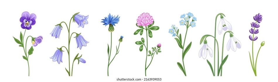 Clover, snowdrop, campanula, pansy, cornflower and lupine. Wild plants. Botanical decorative spring elements. Hand drawn flat illustrations, isolated on white background.