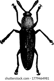Clover Stem Borer found in Central America and North America, vintage line drawing or engraving illustration.