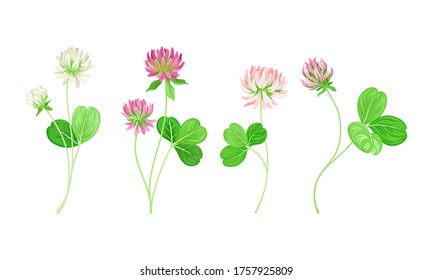 Clover or Trefoil with Dense Spike of Purple and White Flower and Trifoliate Leaves Vector Set