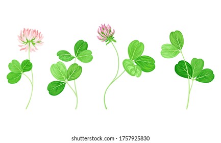 Clover or Trefoil with Dense Spike of Purple Flower and Trifoliate Leaves Vector Set