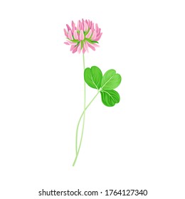 Clover or Trefoil with Dense Spike of Purple Flower and Trifoliate Leaves Vector Illustration