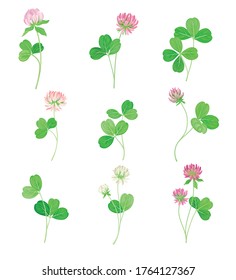 Clover or Trefoil with Dense Spike of Purple Flower and Trifoliate Leaves Vector Set