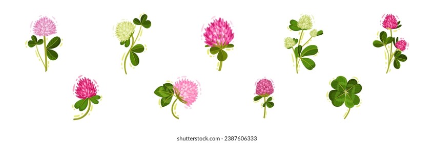 Clover or Trefoil with Dense Spike of Purple Flower and Trifoliate Leaves Vector Set