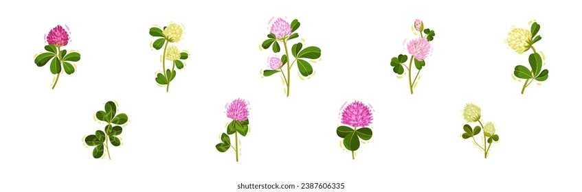 Clover or Trefoil with Dense Spike of Purple Flower and Trifoliate Leaves Vector Set