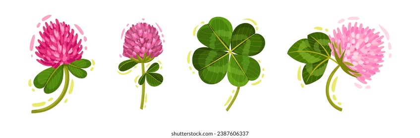 Clover or Trefoil with Dense Spike of Purple Flower and Trifoliate Leaves Vector Set