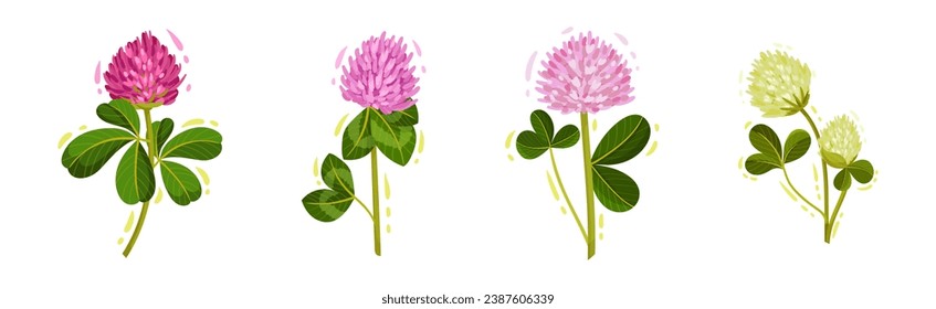 Clover or Trefoil with Dense Spike of Purple Flower and Trifoliate Leaves Vector Set