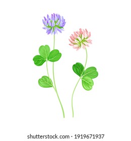 Clover or Trefoil Flowering Plant with Florets on Stem as Medical Herb Vector Illustration