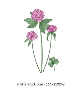 Clover or trefoil flowers and leaves isolated on white background. Realistic drawing of symbolic flowering plant or wild meadow herb. Natural vector illustration in gorgeous antique style.