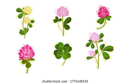 Clover or Trifolium Flowering Plant with Trifoliate Leaves and Flower Buds Vector Set
