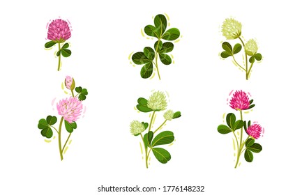 Clover or Trifolium Flowering Plant with Trifoliate Leaves and Flower Buds Vector Set