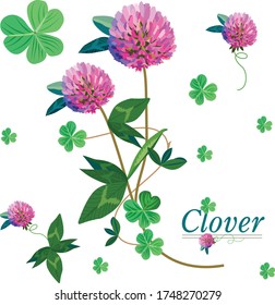 clover is a useful flower growing in the fields