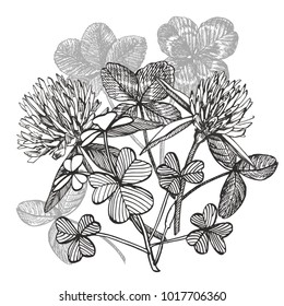 Clover vector compositions. Isolated wild plant and leaves on white background. Herbal engraved style illustration. Detailed botanical sketch. Happy St.Patrick 's Day card compositions.