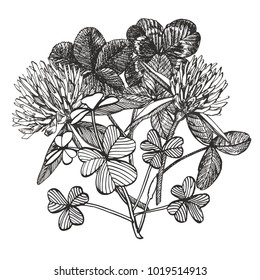 Clover vector compositions. Isolated wild plant and leaves on white background. Herbal engraved style illustration. Detailed botanical sketch. Happy St.Patrick 's Day card compositions.
