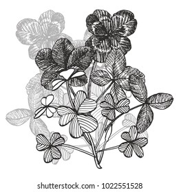 Clover vector compositions. Isolated wild plant and leaves on white background. Herbal engraved style illustration. Detailed botanical sketch.