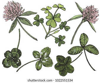 Clover vector set. Isolated wild plant and leaves on white background. Herbal engraved style illustration. Detailed botanical sketch. A set of clover leaves - four-leafed and trefoil.