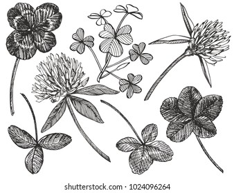 Clover vector set. Isolated wild plant and leaves on white background. Herbal engraved style illustration. Detailed botanical sketch. A set of clover leaves - four-leafed and trefoil.