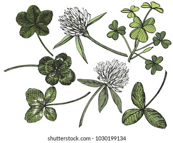 Clover vector set. Isolated wild plant and leaves on white background. Herbal engraved style illustration. Detailed botanical sketch. A set of clover leaves - four-leafed and trefoil.