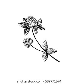 Clover  vector. Wildflowers collection in outline style for natural, organic, health care products,aromatherapy. Flower lined isolated on a white background. Vector illustration.