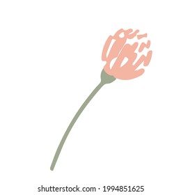Clover wildflower hand drawn flat vector illustration isolated on white