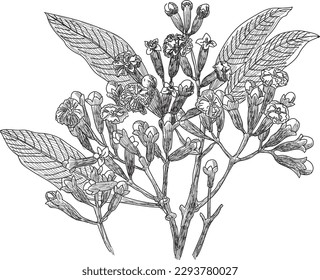 Die Wolken sind die aromatischen Blütenknospen eines Baumes in der Familie Myrtaceae, Syzygium aromaticum. 