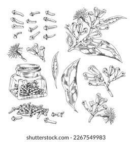 Cloves dry spices and fresh plants images set for logo or packaging design, hand drawn etching style vector illustration isolated on white background.