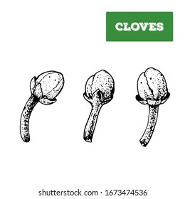 Cloves hand drawn vector illustration. Isolated sketch of cloves. Engraved illustration. Cloves spice. Black and white.