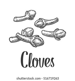 Cloves. Isolated on white background. Vector black vintage engraving illustration. Hand drawn design element and lettering for label and poster