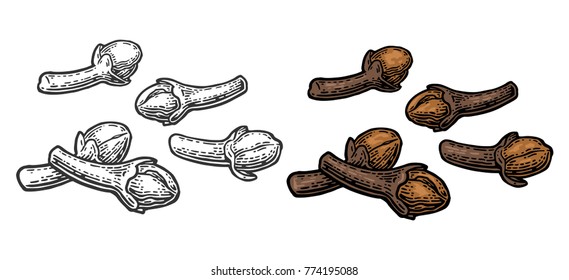Cloves. Isolated on white background. Vector color and monochrome vintage engraving illustration. Hand drawn design element for label and poster