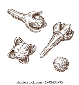 boceto de clavos aislado en blanco. ilustración botánica vectorial de brotes de flores secas de clavo aromático. estilo vintage grabado. ingredientes para el vino a la parrilla, pastelería. condimento orgánico natural, condimento.