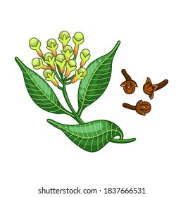 Cloves spice vector realistic colored botanical illustration. Product to prepare delicious and healthy food. Isolated on white background.