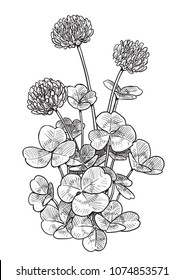 Clower flower illustration, drawing, engraving, ink, line art, vector